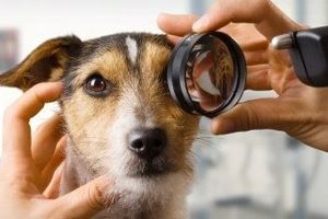 «Сухой глаз» у собаки. Кератоконъюнктивит